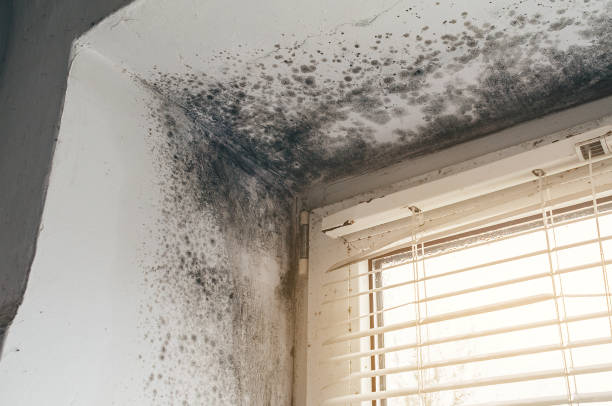 Affordable Attic Mold Remediation solutions in Jeffersonton, VA